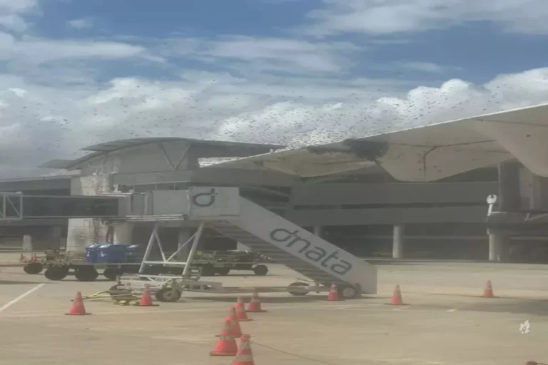 Vídeo: Avião é cercado por ‘nuvem de abelhas’ e passageiros esperam mais de 1 hora para desembarcar