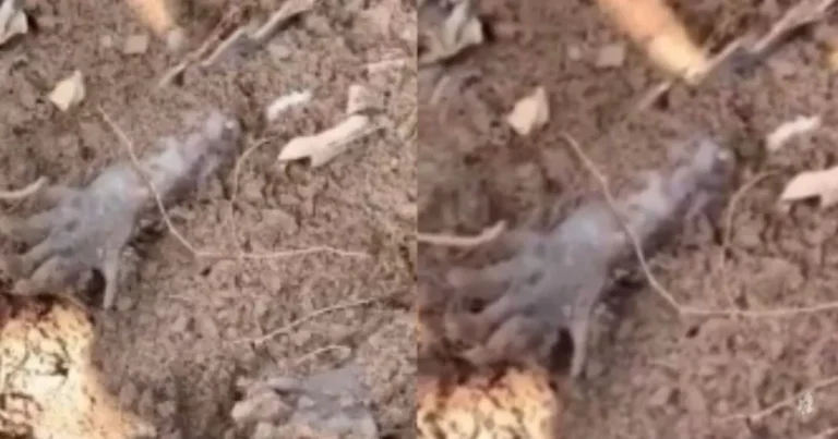 Homem resolve tocar em “cadáver” e fica assustado ao ver que ele está vivo