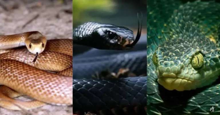 Estas são as 5 cobras mais perigosas do mundo: “muito cuidado, pois…