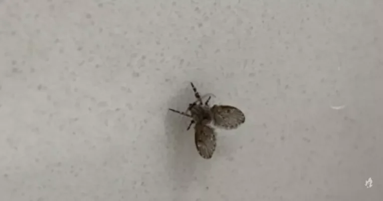 Você nem imagina por que esse mosquitinho gosta tanto de viver em seu banheiro