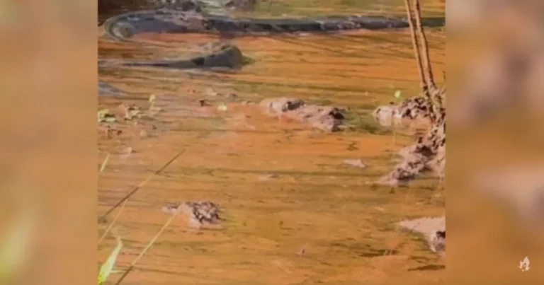 Vídeo: família se depara com cobra gigante em rio de fazenda em Goiás