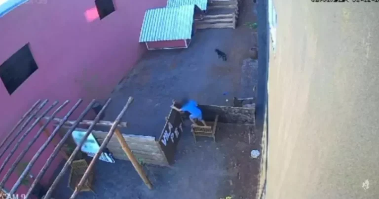 VÍDEO: Criança de 9 anos invade clínica veterinária e mata 23 animais