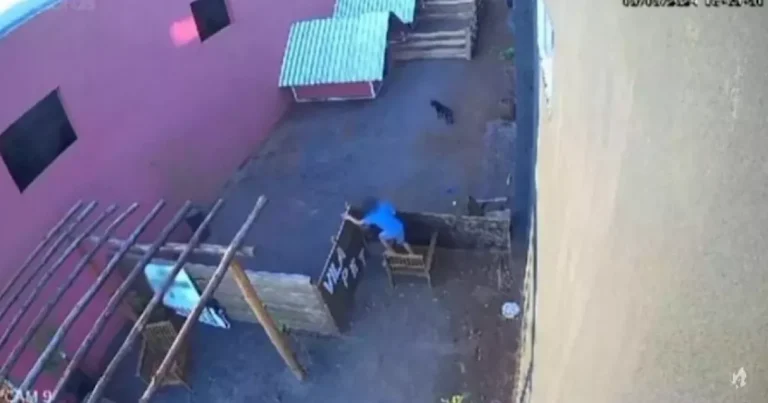 Veterinário dono de clínica revela o que menino que matou 23 animais disse à polícia