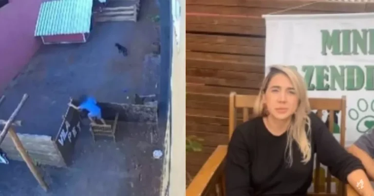 Veterinária surpreende ao falar sobre punição a menino que matou 23 animais