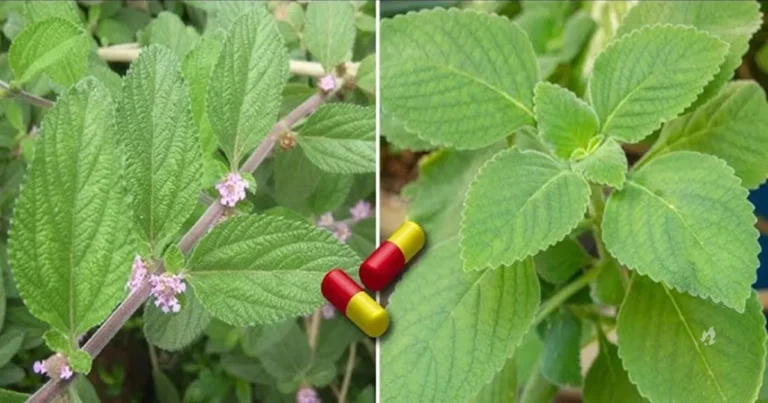 As 7 plantas medicinais que todo mundo deveria ter em casa