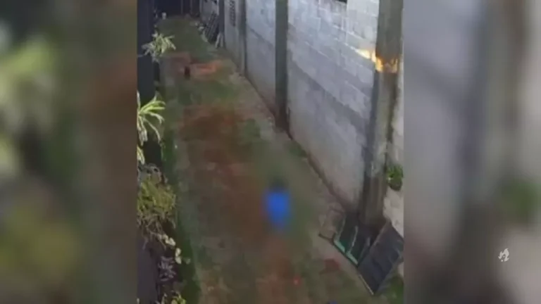 Massacre de bichos por garoto de 9 anos não será punido, afirma polícia