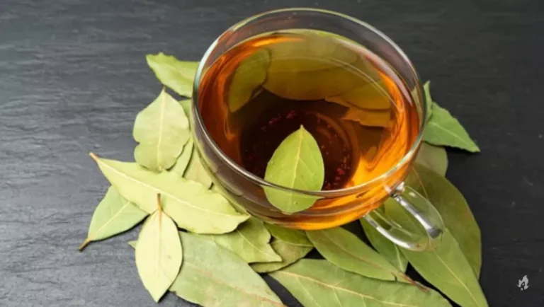 Os múltiplos benefícios das folhas de louro para a saúde e culinária