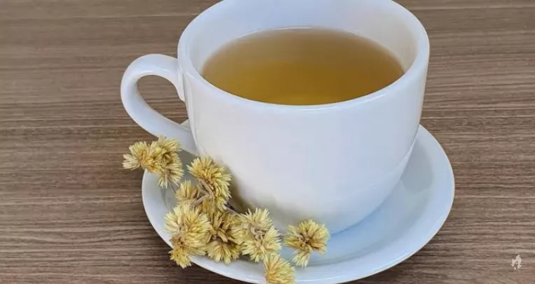 5 chás com marcela e seus benefícios para a saúde