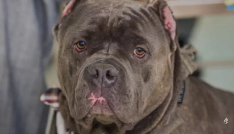 Bebê de 9 meses é atacado por pitbull enquanto dormia e tem parte do corpo dilacerada