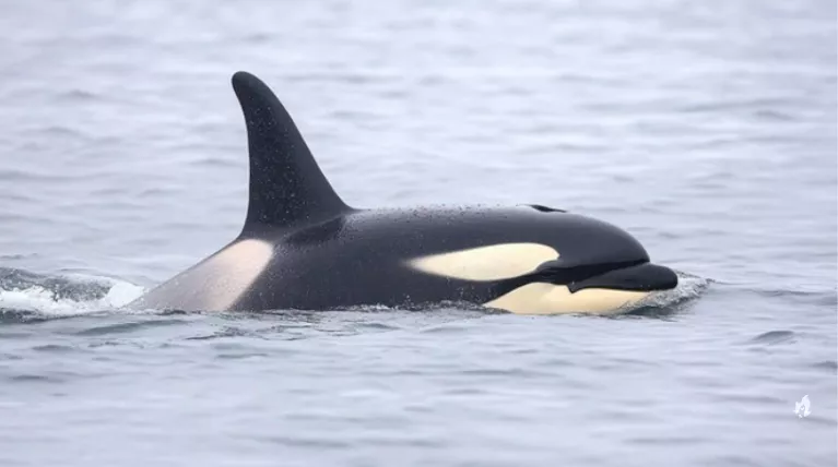 Gravação assustadora de orcas imitando fala humana deixa as pessoas impressionadas