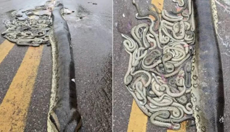 Sucuri grávida morre atropelada e expulsa cerca de 40 filhotes em rodovia de Mato Grosso