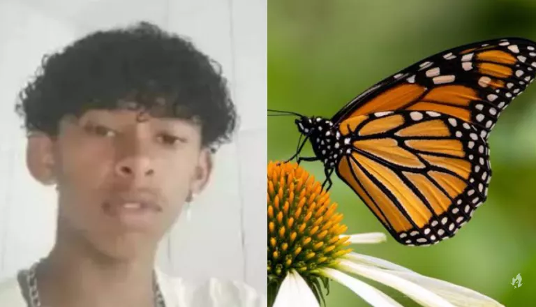 Menino de 14 anos morre após injetar borboleta na veia