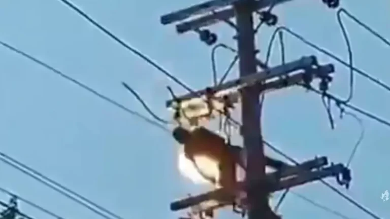 VÍDEO mostra ladrão sendo eletrocutado ao roubar cabos