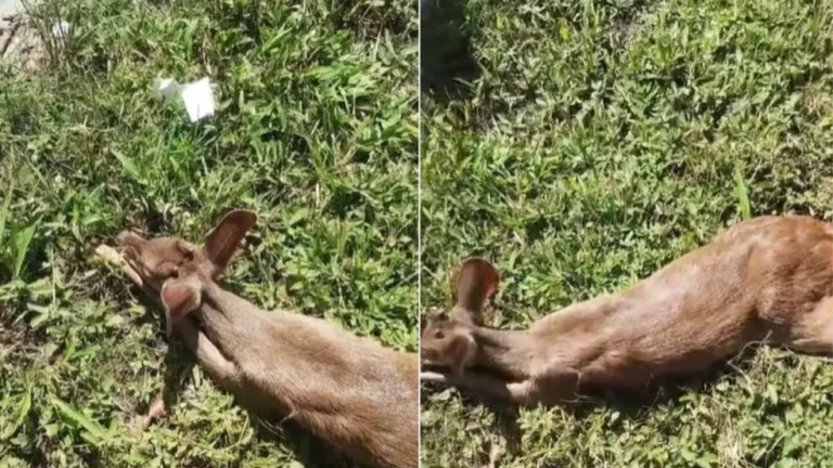 Veado morre após ser atropelado na Rodovia Rio-Santos, em Bertioga; VÍDEO
