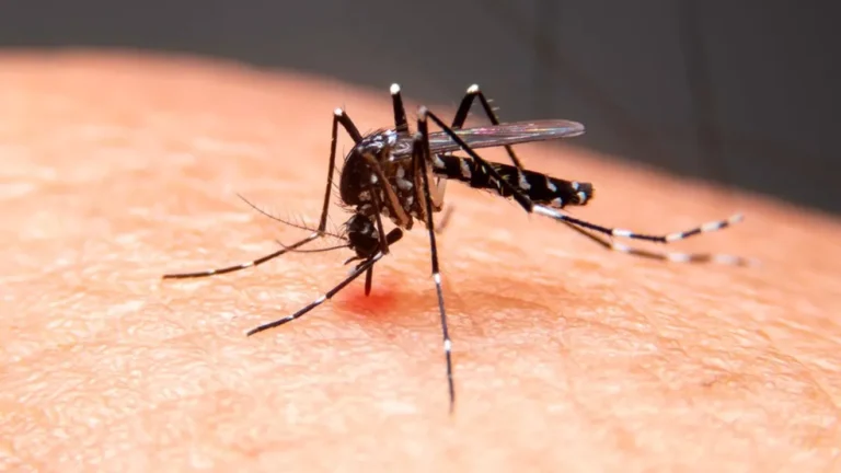Com 2 mortes por chikungunya, cidade de SC decreta emergência por proliferação de Aedes aegypti