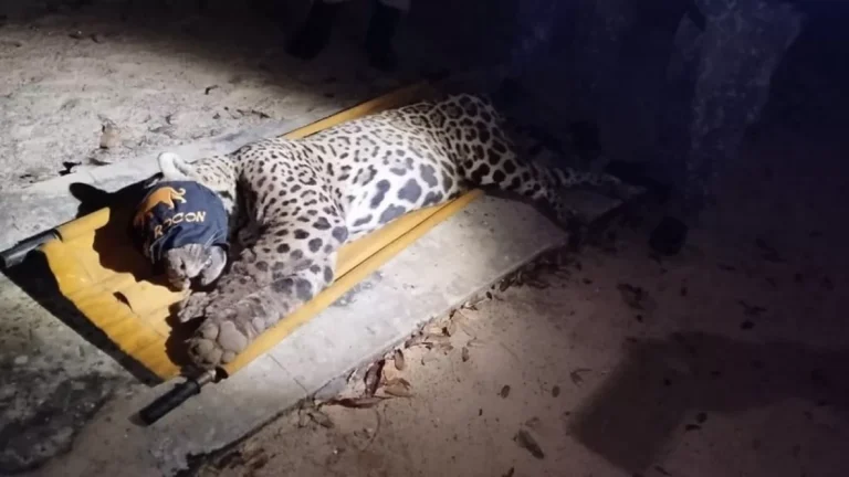 Captura de Onça-Pintada em MS: Entenda os Detalhes do Caso que Chocou a Região