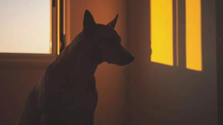 Absurdo! Homem assa o próprio cachorro no forno de casa após latidos do animal