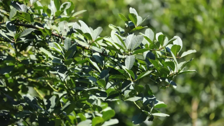 Cultivo de erva-mate no PR é eleito patrimônio agrícola mundial pela ONU