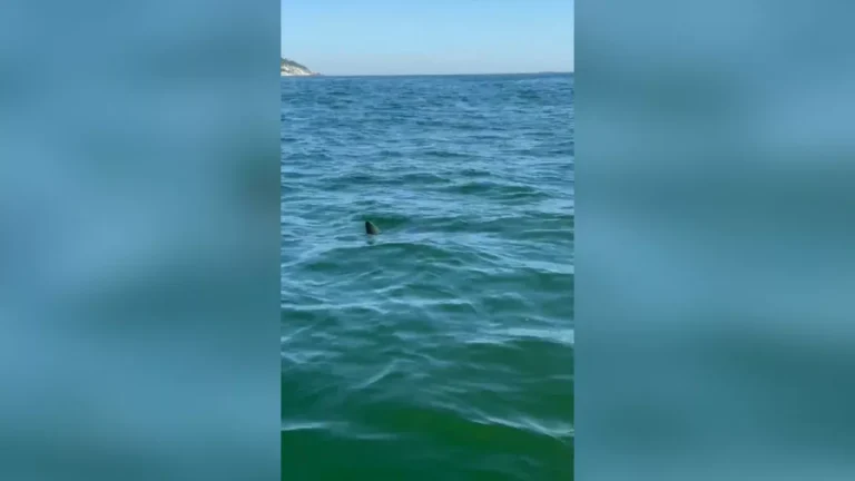 Tubarão mais rápido do mundo é visto em praia da Barra da Tijuca, no Rio