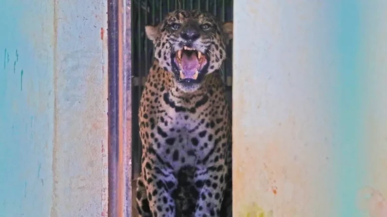 Onça que devorou caseiro em MS será transferida, diz boletim