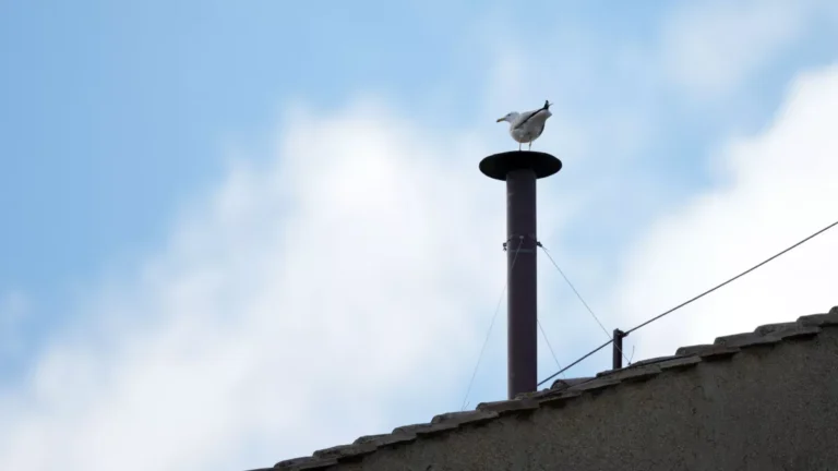 Fumaça Branca: Saiba os próximos passos após escolha do novo papa