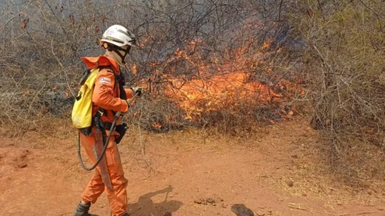 Em 2024, Brasil teve seca mais intensa em 70 anos, aponta pesquisa