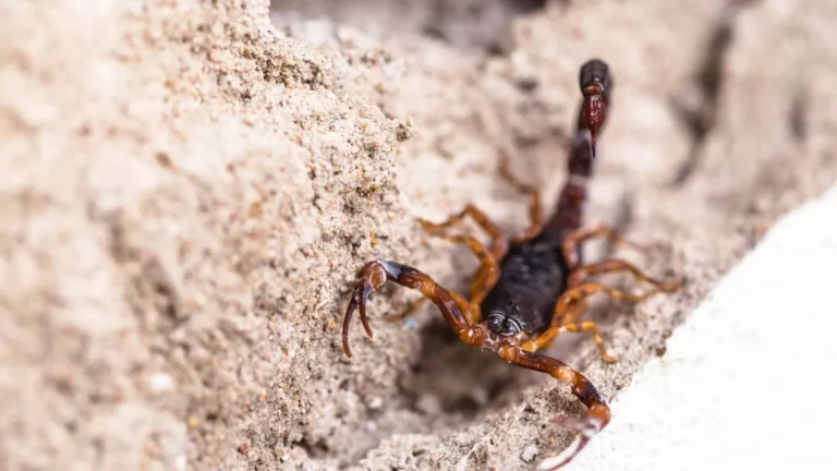 Governo de SP vai monitorar acidentes com animais peçonhentos; veja painel