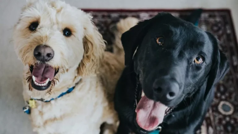 Projeto propõe castração e prisão para quem abusar sexualmente de animais
