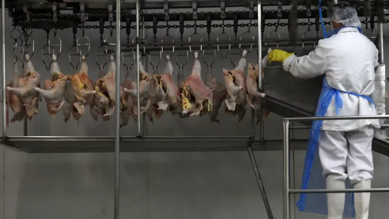 Jordânia e Kuwait reduzem restrições à carne de frango do Brasil