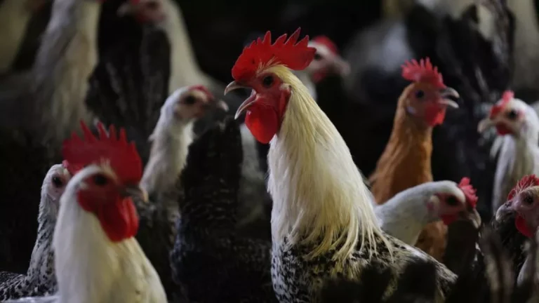 Governo identifica queda nas exportações de frango por gripe aviária