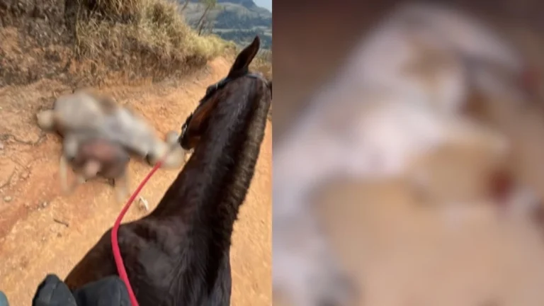 Cavalo mutilado em SP: Saiba como denunciar maus-tratos contra animais
