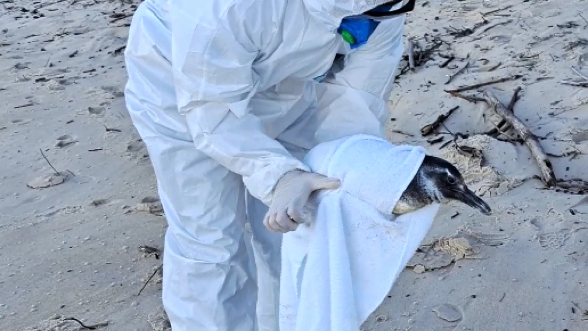» Pinguins não precisam de gelo ao serem resgatados na praia; entenda