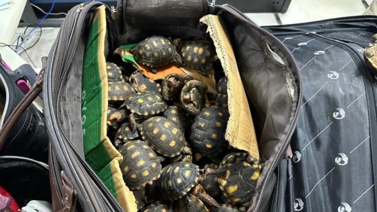 Traficantes vendiam animais por apps e citavam TH Joias no RJ; ouça o áudio