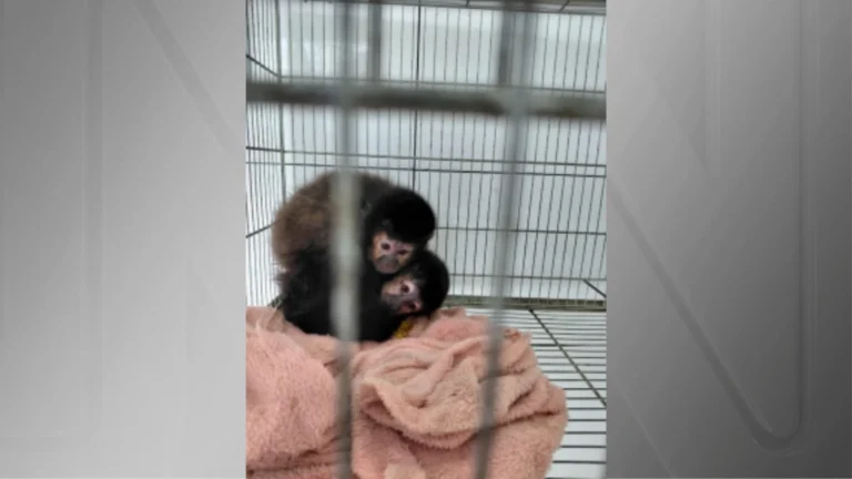 Primatas e aves são retirados pelo Ibama de criadouro em Xanxerê (SC)