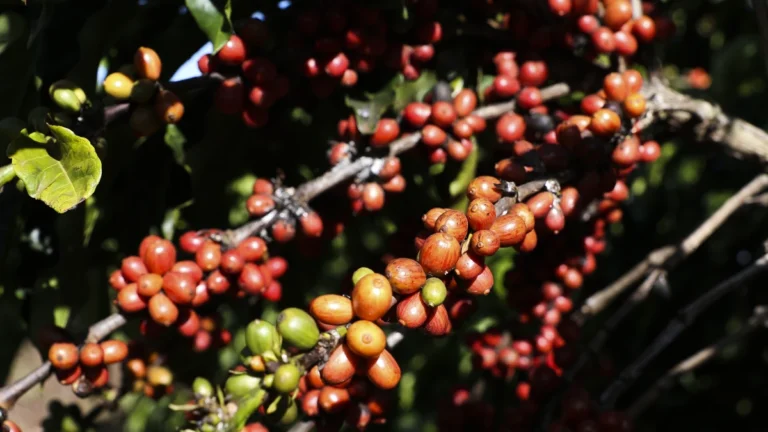Fala de Trump aumenta expectativa por tarifa zerada no setor de café