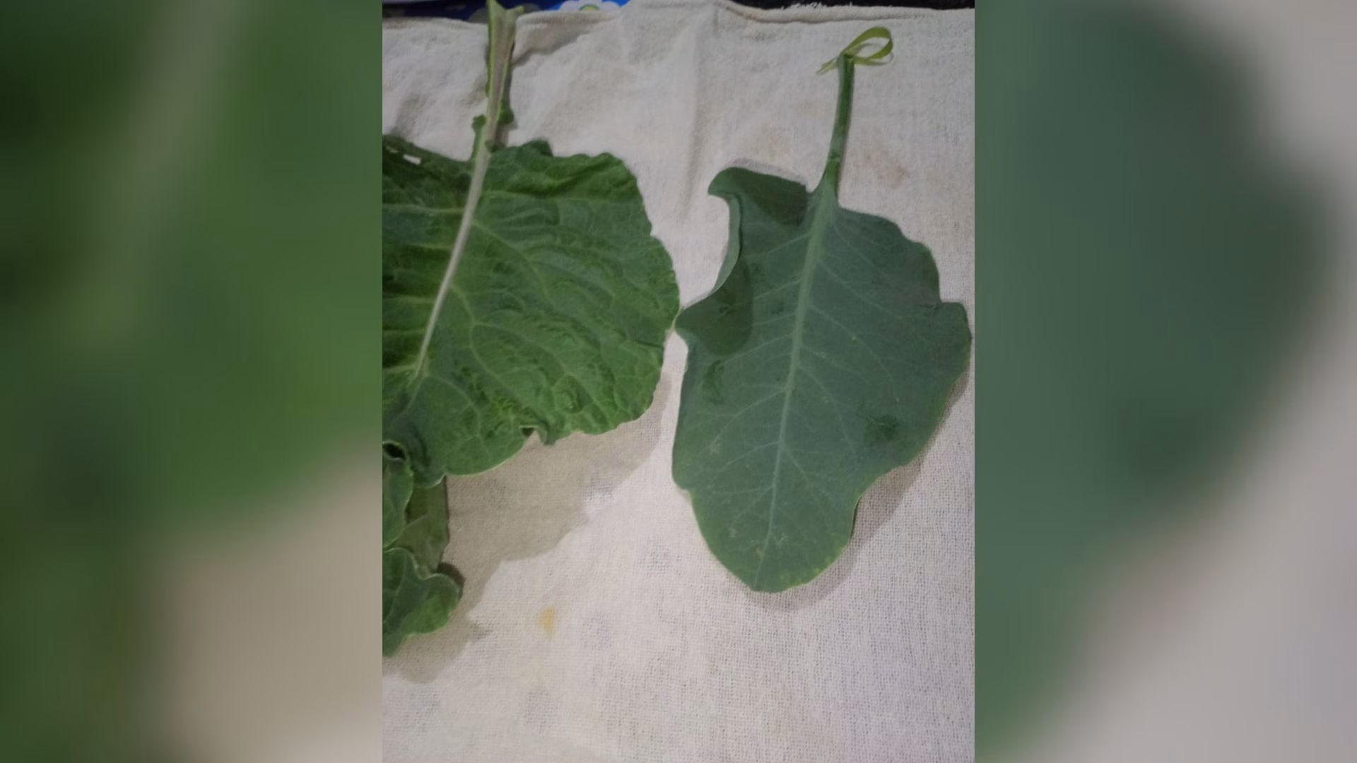 Falsa couve: mais sete pessoas intoxicadas após ingerir planta tóxica em MG
