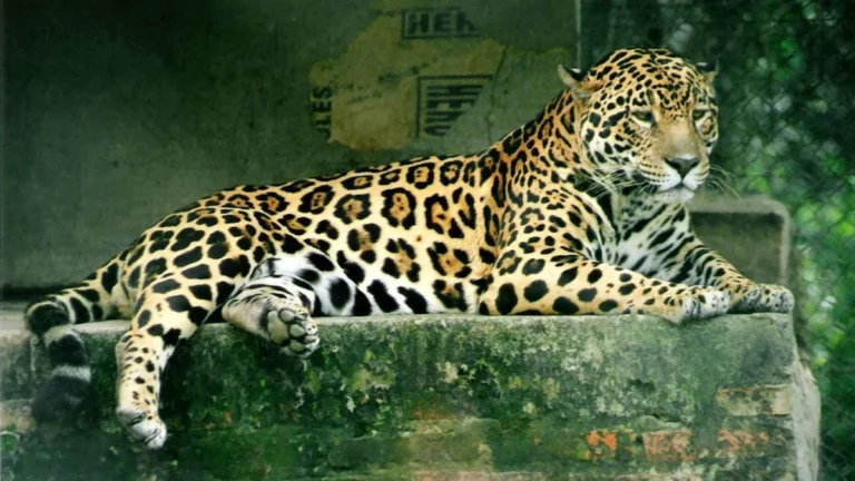 Homem é atacado por onça-pintada no Pantanal do MS