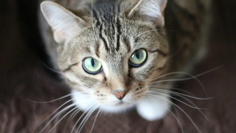 Venda ilegal de sangue de gato é descoberta; trio é preso no interior de SP