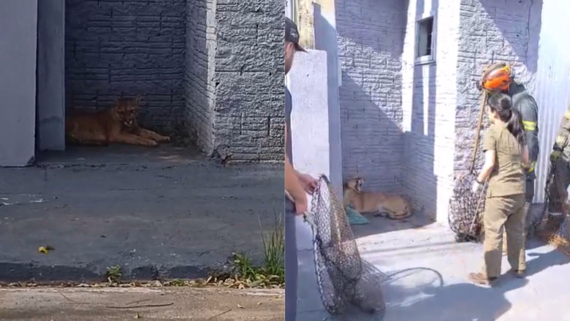 Vídeo: Onça-parda aparece na porta de uma casa no interior de SP