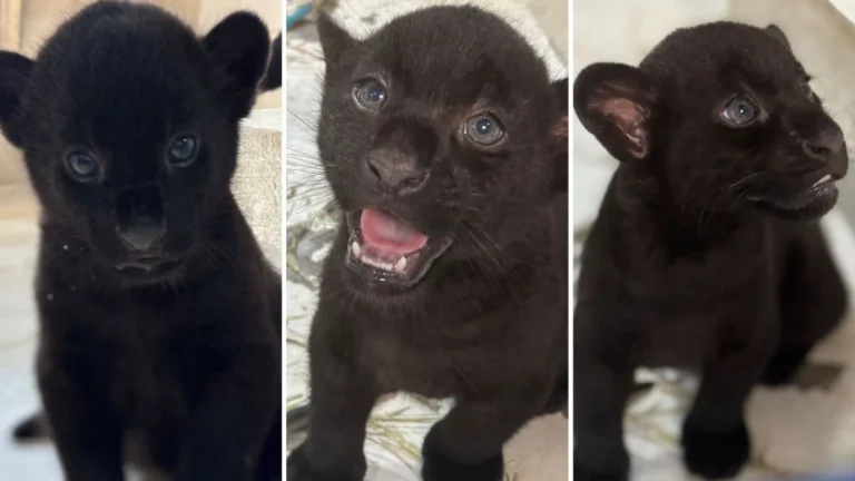 Filhotes raros de onça-pintada nascem em zoológico de São Paulo