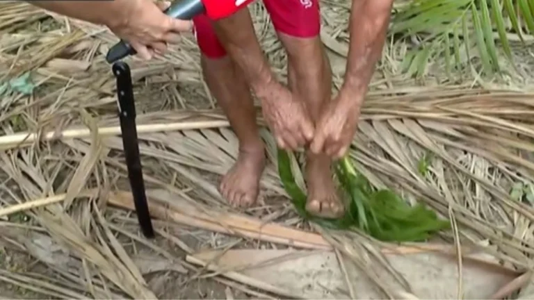 Conheça a técnica de colheita do açaí utilizada nas comunidades ribeirinhas