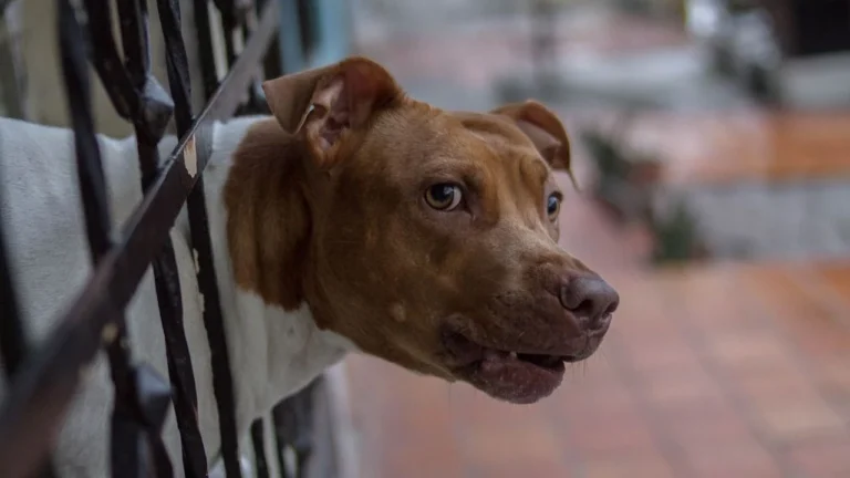 Mulher de 25 anos morre após ser atacada por pitbull em Campinas (SP)