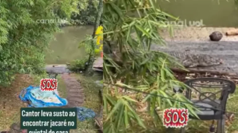 Susto! Cantor se apavora ao encontrar jacaré no quintal de casa: Maior medo