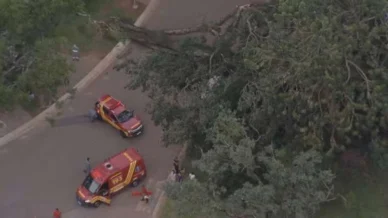 Árvore que caiu no Ibirapuera e feriu 3 pessoas pode ter tido raízes afetadas por ciclone, diz Urbia