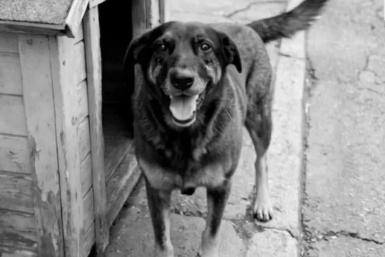 Cão Orelha: web se mobiliza e pede expulsão de adolescentes da Disney