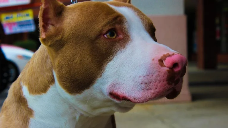 Pitbull ataca criança de 8 anos no interior de São Paulo