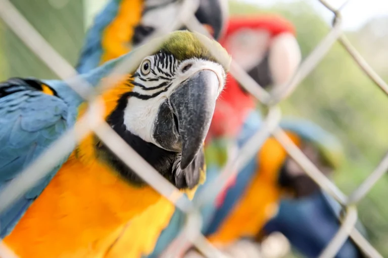 Grupo de venda de animais silvestres na internet é alvo de ação da PF em SP