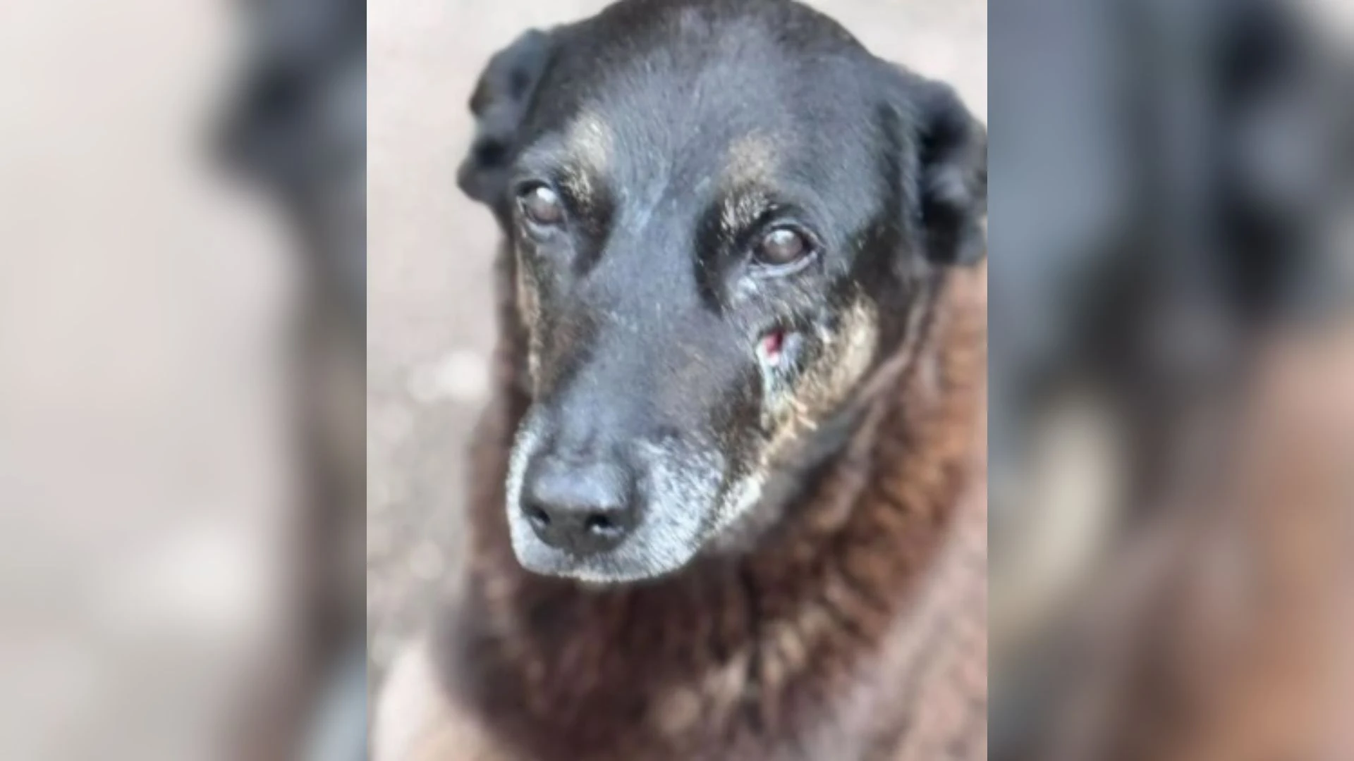 Cão Orelha: animal continuou andando mesmo após as agressões, diz polícia