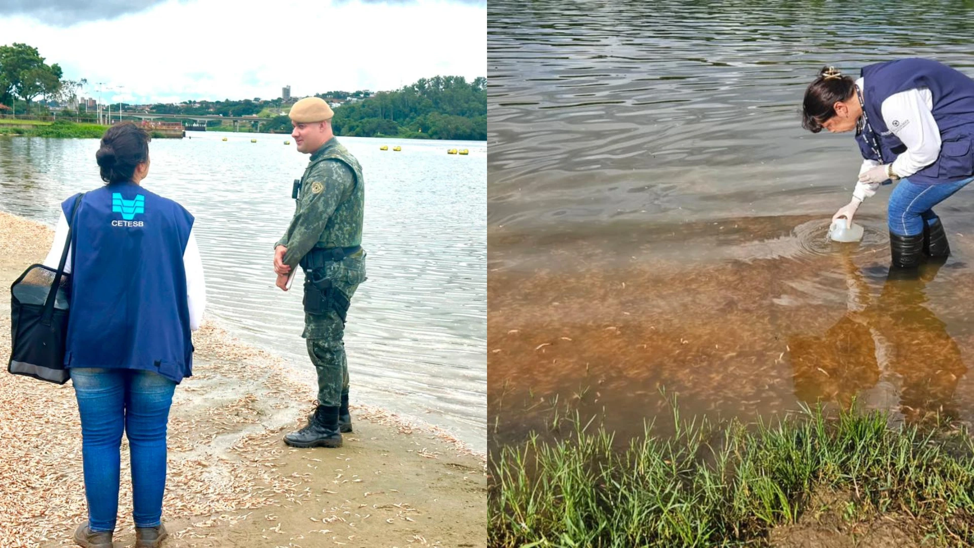 Camarões de água doce aparecem mortos nas margens do Rio Tietê