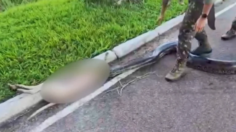 Cadela atacada por sucuri é salva e ganha novo lar no Pará